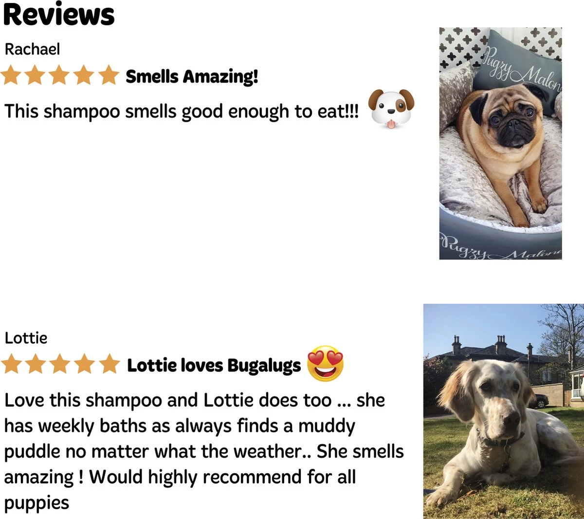 Bugalugs - Hondenshampoo - One In A Million - Alle Vachttypes - Fles Met Pompje - Vegan - 500 Ml 8 Bugalugs - Hondenshampoo - One In A Million - Alle Vachttypes - Fles Met Pompje - Vegan - 500 Ml - Afbeelding 6