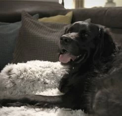 Quzi Hondenkussen Voor Bank - Fluffy Hondendeken - Bankbescherming Hond - 85x85cm - Afneembare Hoes 14 Quzi Hondenkussen Voor Bank - Fluffy Hondendeken - Bankbescherming Hond - 85x85cm - Afneembare Hoes -Hondenbenodigdheden 1200x1140 18