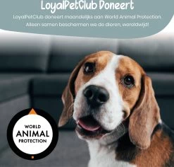 Loyalpetclub® Professionele 2-in-1 Hondentondeuse Voor Dikke Vacht – Draadloze Honden Tondeuse & Hondentrimmer – Stille Tondeuse Katten & Honden Trimset - Inclusief Opbergtasje 19 Loyalpetclub® Professionele 2-in-1 Hondentondeuse Voor Dikke Vacht – Draadloze Honden Tondeuse & Hondentrimmer – Stille Tondeuse Katten & Honden Trimset - Inclusief Opbergtasje -Hondenbenodigdheden 1200x1148