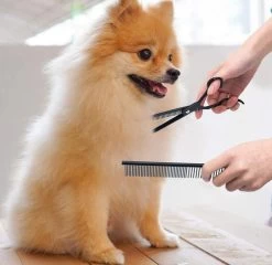 Petsify - Professionele 8-delige Huisdier Knipset - Effileerschaar Hond - Kam Hond - Schaar Hond - Katten Kam - Hondenschaar - Trimschaar Voor Honden - Kapperset - Zwart -Hondenbenodigdheden 1200x1166 2