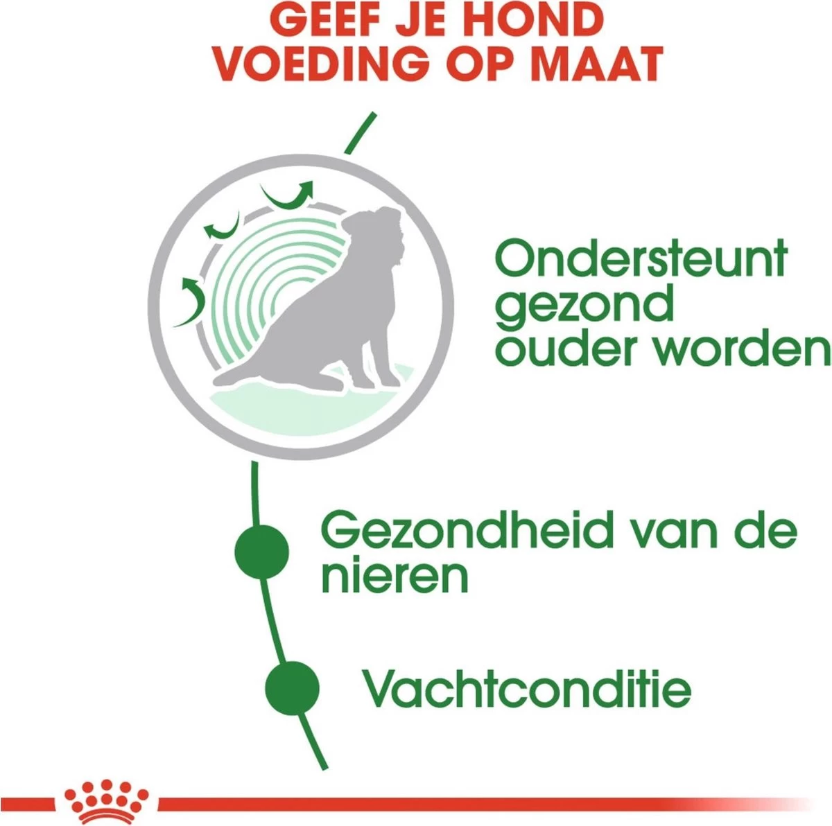 Royal Canin Shn Mini Ageing 12plus Pouch - Hondenvoer - 12x85 G 4 Royal Canin Shn Mini Ageing 12plus Pouch - Hondenvoer - 12x85 G - Afbeelding 2