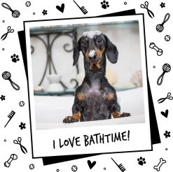 Bugalugs - Hondenshampoo - One In A Million - Alle Vachttypes - Fles Met Pompje - Vegan - 500 Ml 21 Bugalugs - Hondenshampoo - One In A Million - Alle Vachttypes - Fles Met Pompje - Vegan - 500 Ml -Hondenbenodigdheden 1200x1196 6