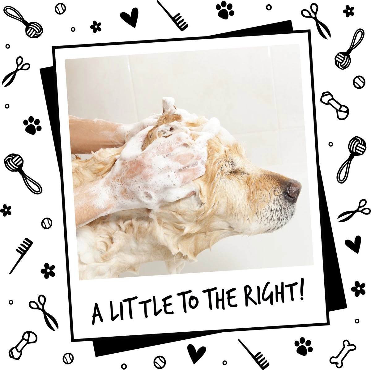 Bugalugs - Hondenshampoo - One In A Million - Alle Vachttypes - Fles Met Pompje - Vegan - 500 Ml 12 Bugalugs - Hondenshampoo - One In A Million - Alle Vachttypes - Fles Met Pompje - Vegan - 500 Ml - Afbeelding 10