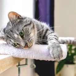 Pfotenolymp® Premium Window Baars/Krabmat Voor Katten Bij Het Raam - Vensterbank/Kattenbank Voor De Vensterbank - Zit/Ligstoel Voor Katten -Hondenbenodigdheden 1200x1199 26