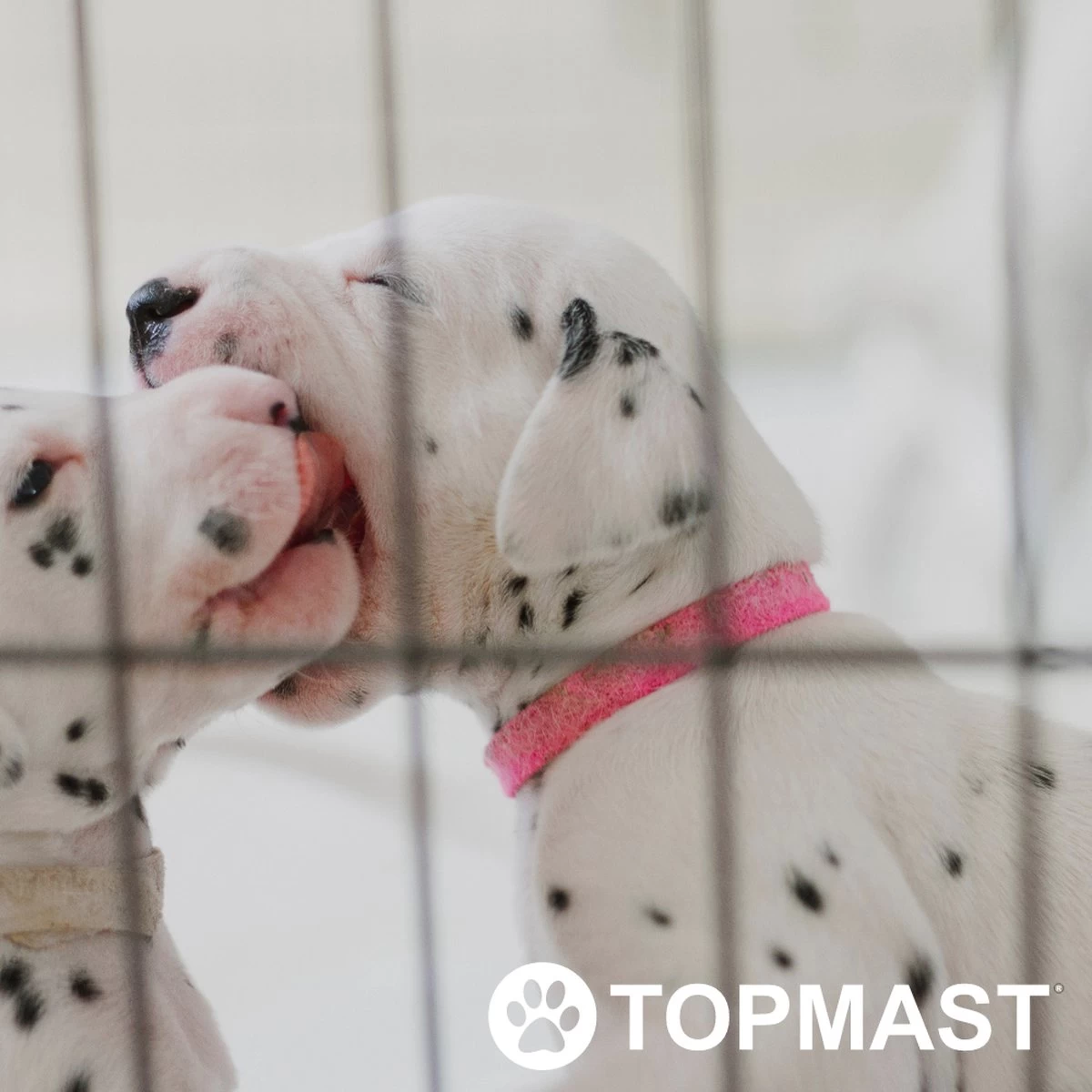 Topmast Puppyren Uitvouwbaar - Zwart - 560 Cm Omtrek - 76 Cm Hoog - Opvouwbaar - Expandable XL - Hondenren 6 Topmast Puppyren Uitvouwbaar - Zwart - 560 Cm Omtrek - 76 Cm Hoog - Opvouwbaar - Expandable XL - Hondenren - Afbeelding 4