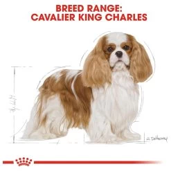 Royal Canin Cavalier King Charles Adult - Hondenvoer - 7,5 Kg 20 Royal Canin Cavalier King Charles Adult - Hondenvoer - 7,5 Kg -Hondenbenodigdheden 1200x1200 1220