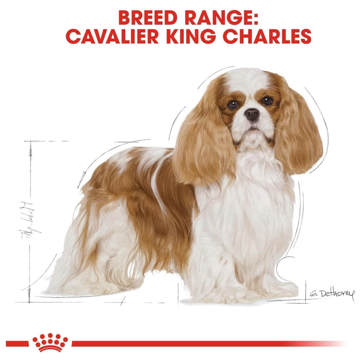 Royal Canin Cavalier King Charles Adult - Hondenvoer - 7,5 Kg 8 Royal Canin Cavalier King Charles Adult - Hondenvoer - 7,5 Kg - Afbeelding 6