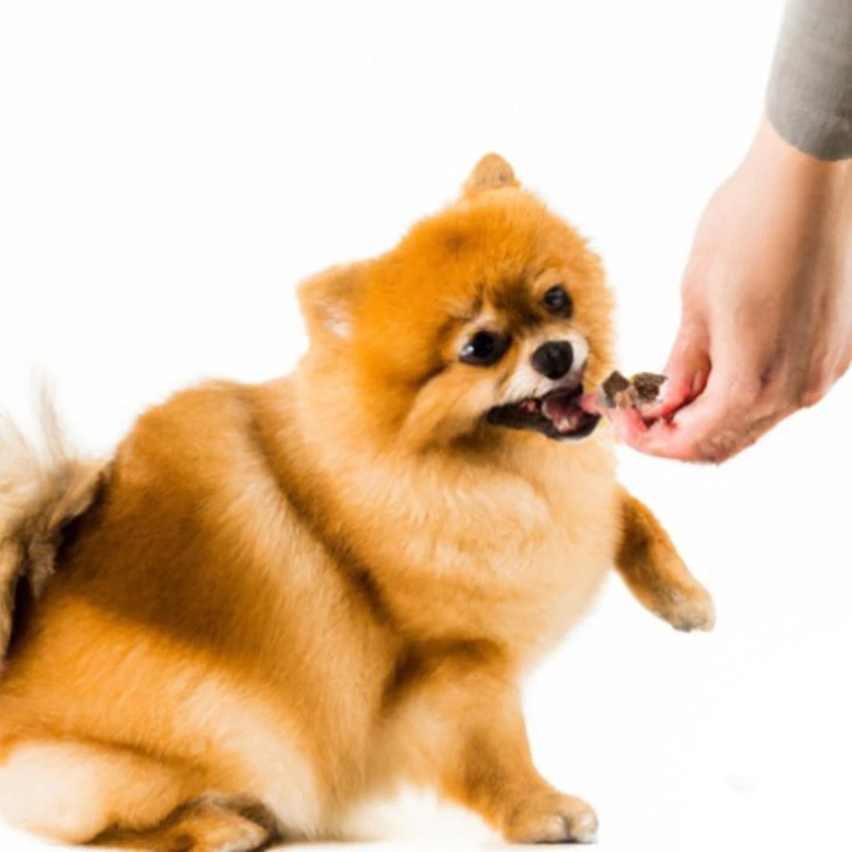 Woef Woef Snacks Hondensnacks Lams Trainers Trainingssnacks Hondensnoepjes - Gedroogd Vlees - Lam - Alle Honden En Alle Leeftijden Vanaf 2 Maanden - Geen Toevoegingen - 1300 Stuks 6 Woef Woef Snacks Hondensnacks Lams Trainers Trainingssnacks Hondensnoepjes - Gedroogd Vlees - Lam - Alle Honden En Alle Leeftijden Vanaf 2 Maanden - Geen Toevoegingen - 1300 Stuks - Afbeelding 4