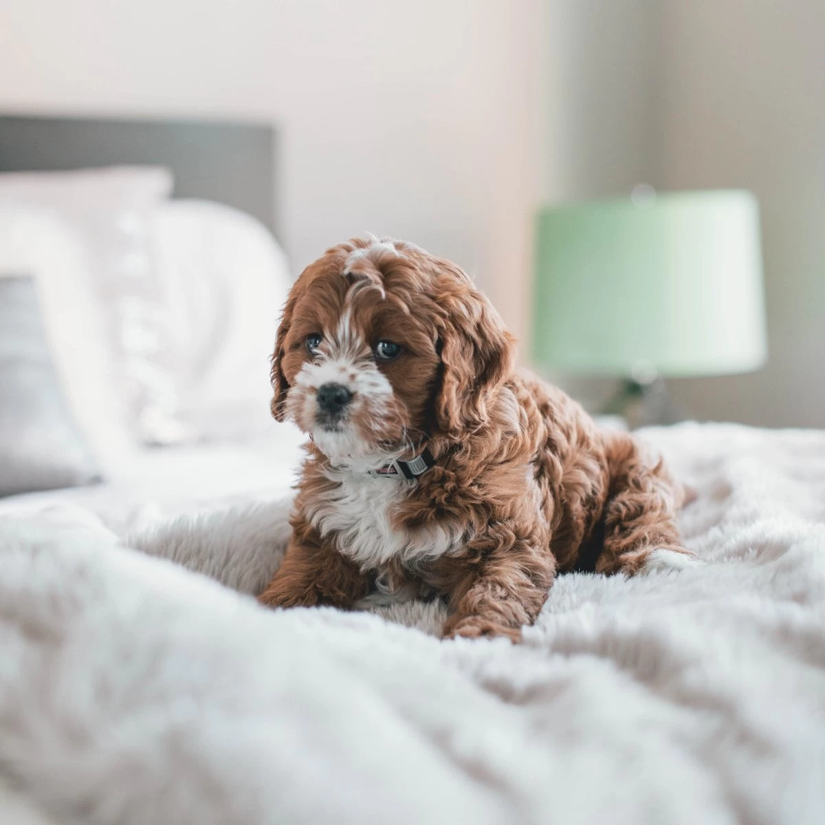 Fluffy Blanket - Pluche Hondendeken - 120 X 100 CM - Grijs - Voor De Auto Of Bank - Fleece 6 Fluffy Blanket - Pluche Hondendeken - 120 X 100 CM - Grijs - Voor De Auto Of Bank - Fleece - Afbeelding 4