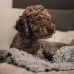 Fluffy Blanket - Pluche Hondendeken - 120 X 100 CM - Grijs - Voor De Auto Of Bank - Fleece 12 Fluffy Blanket - Pluche Hondendeken - 120 X 100 CM - Grijs - Voor De Auto Of Bank - Fleece -Hondenbenodigdheden 1200x1200 1321