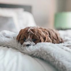 Fluffy Blanket - Pluche Hondendeken - 120 X 100 CM - Grijs - Voor De Auto Of Bank - Fleece 13 Fluffy Blanket - Pluche Hondendeken - 120 X 100 CM - Grijs - Voor De Auto Of Bank - Fleece -Hondenbenodigdheden 1200x1200 1322