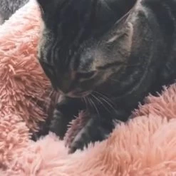 Snoozle Donut Hondenmand - Zacht En Luxe Hondenkussen - Wasbaar - Fluffy - Hondenmanden - 60cm - Lichtgrijs -Hondenbenodigdheden 1200x1200 1420