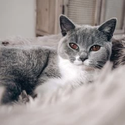 District 70 FUZZ - Hondenmand Comfortabel En Zacht Pluche - Zand, Oudroze, Donkergrijs En Lichtgrijs In S/M/L/XL - Maat: Large, Kleur: Zand -Hondenbenodigdheden 1200x1200 1463