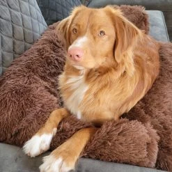 Origineel Hondendeken Voor Bank– Hondenkleed Fluffy – Pluche Hondenbed - Hondenmand Premium - Volledig Afritsbaar 19 Origineel Hondendeken Voor Bank– Hondenkleed Fluffy – Pluche Hondenbed - Hondenmand Premium - Volledig Afritsbaar -Hondenbenodigdheden 1200x1200 1514