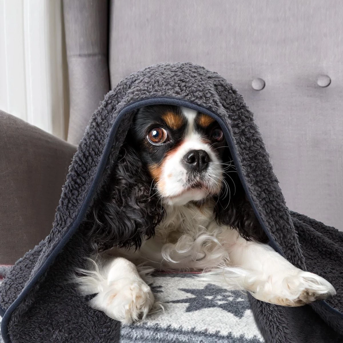 Nobleza 40UWK Hondendeken - Dierenmat - Benchkleed - 120x100cm - Grijs 7 Nobleza 40UWK Hondendeken - Dierenmat - Benchkleed - 120x100cm - Grijs - Afbeelding 5