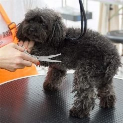 Merkloos Premium Gebogen Trimschaar Honden - Huisdier Trimmen - Hoofd, Poten Ogen & Oren - Kat & Hond Knippen - Veilige Schaar 12 Merkloos Premium Gebogen Trimschaar Honden - Huisdier Trimmen - Hoofd, Poten Ogen & Oren - Kat & Hond Knippen - Veilige Schaar -Hondenbenodigdheden 1200x1200 258