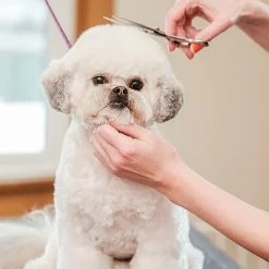 Merkloos Premium Gebogen Trimschaar Honden - Huisdier Trimmen - Hoofd, Poten Ogen & Oren - Kat & Hond Knippen - Veilige Schaar 13 Merkloos Premium Gebogen Trimschaar Honden - Huisdier Trimmen - Hoofd, Poten Ogen & Oren - Kat & Hond Knippen - Veilige Schaar -Hondenbenodigdheden 1200x1200 259