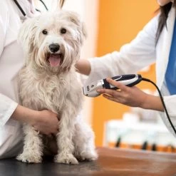 Nobleza Dieren Tondeuse Set - 4 Opzetkammen - Draadloos - Voor Huisdieren Katten & Honden 16 Nobleza Dieren Tondeuse Set - 4 Opzetkammen - Draadloos - Voor Huisdieren Katten & Honden -Hondenbenodigdheden 1200x1200 329