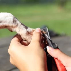 Merkloos Nagelschaar - Nagelschaartje - Nagelknipper - Geschikt Voor Hond Kat Konijn Cavia Vogel - 12 CM -Hondenbenodigdheden 1200x1200 499