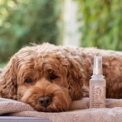 Hondenparfum Spray In 4 Geuren - Greenfields - Alchoholvrije En PH Neutrale Formule Tegen Onaangename Geurtjes - 50ml - Wild 26 Hondenparfum Spray In 4 Geuren - Greenfields - Alchoholvrije En PH Neutrale Formule Tegen Onaangename Geurtjes - 50ml - Wild -Hondenbenodigdheden 1200x1200 554