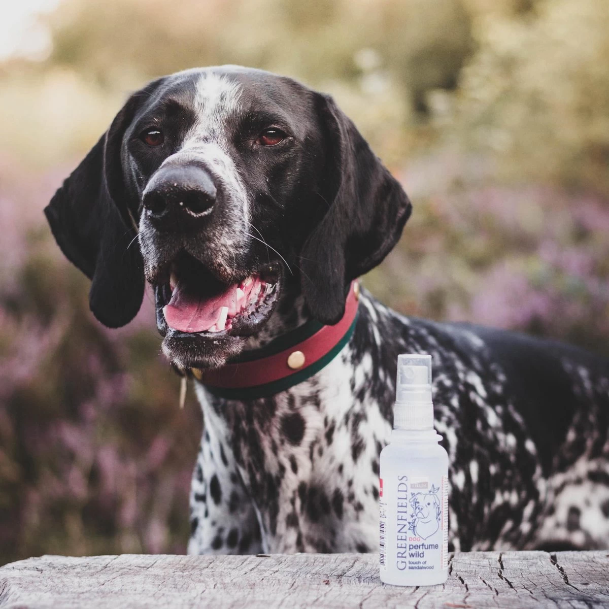 Hondenparfum Spray In 4 Geuren - Greenfields - Alchoholvrije En PH Neutrale Formule Tegen Onaangename Geurtjes - 50ml - Wild 17 Hondenparfum Spray In 4 Geuren - Greenfields - Alchoholvrije En PH Neutrale Formule Tegen Onaangename Geurtjes - 50ml - Wild - Afbeelding 15