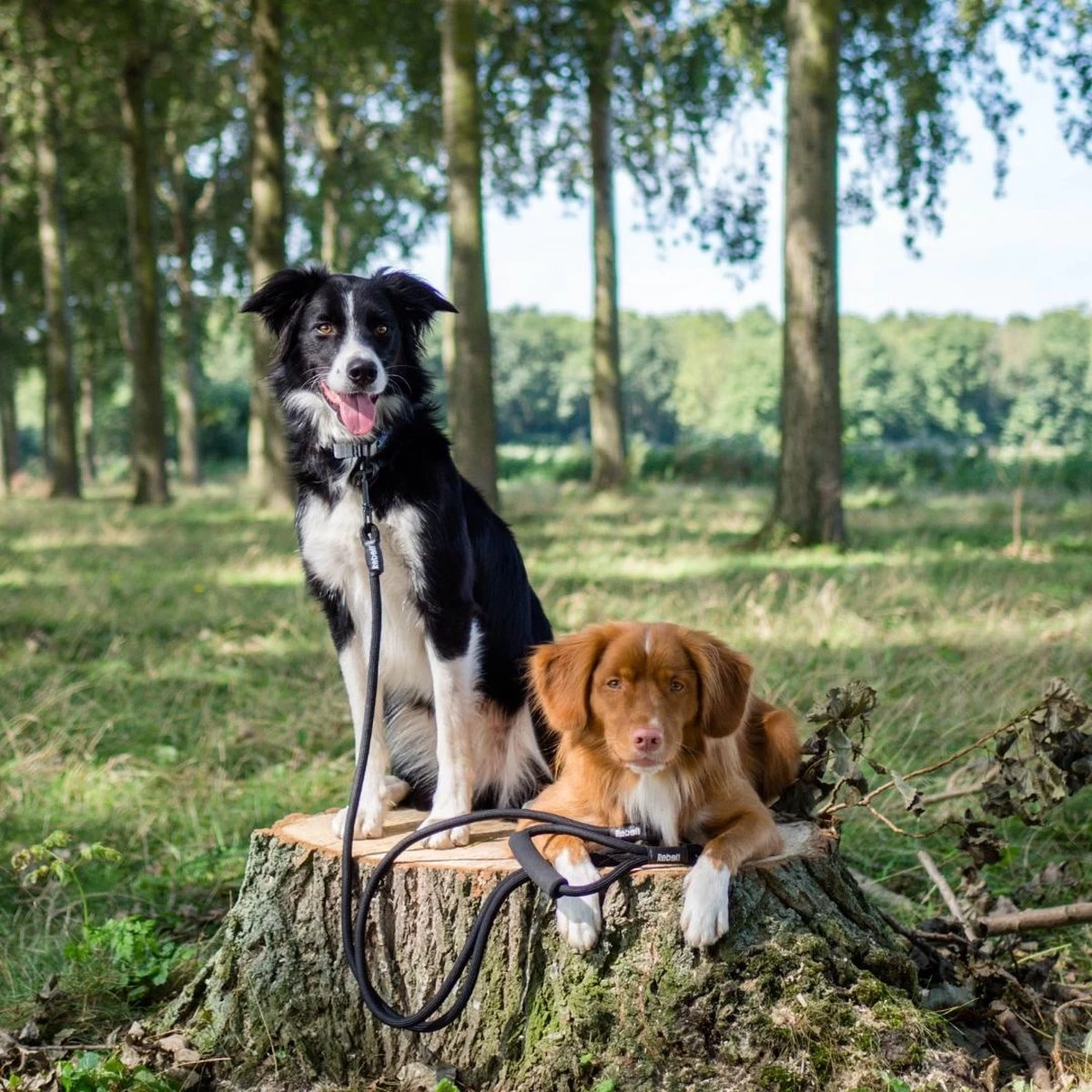 Rebel Petz - Dubbele Verstelbare Hondenriem Voor Twee Honden - Met Draaibare Sluiting En Zacht Handvat - Small En Large - Small (140 Cm Lang, Ø 8 Mm) 10 Rebel Petz - Dubbele Verstelbare Hondenriem Voor Twee Honden - Met Draaibare Sluiting En Zacht Handvat - Small En Large - Small (140 Cm Lang, Ø 8 Mm) - Afbeelding 8