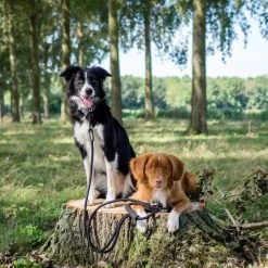 Rebel Petz - Dubbele Verstelbare Hondenriem Voor Twee Honden - Met Draaibare Sluiting En Zacht Handvat - Small En Large - Large (140 Cm Lang, Ø 12 Mm) -Hondenbenodigdheden 1200x1200 623