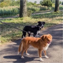 Rebel Petz - Dubbele Verstelbare Hondenriem Voor Twee Honden - Met Draaibare Sluiting En Zacht Handvat - Small En Large - Large (140 Cm Lang, Ø 12 Mm) -Hondenbenodigdheden 1200x1200 625