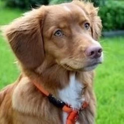 Rebel Petz - Honden Trainingslijn Met Halsband - Taupe, Zwart, Groen & Oranje - Maat Small Of Large - Kleur: Taupe, Maat: Large 26 Rebel Petz - Honden Trainingslijn Met Halsband - Taupe, Zwart, Groen & Oranje - Maat Small Of Large - Kleur: Taupe, Maat: Large -Hondenbenodigdheden 1200x1200 639