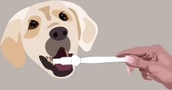 Aedogz Tandsteen Verwijder Spons Hond & Kat - Verwijdert Tandsteen, Aanslag En Vlekken - Verfrist De Adem Voorkomt Tandvleesproblemen. -Hondenbenodigdheden 1200x632 1