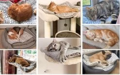 Merkloos Zelfverwarmende Dierendeken Zonder Stroom Thermo Deken Hond Kat Inclusief Adreslabel 70 X 47 Cm 15 Merkloos Zelfverwarmende Dierendeken Zonder Stroom Thermo Deken Hond Kat Inclusief Adreslabel 70 X 47 Cm -Hondenbenodigdheden 1200x751 4