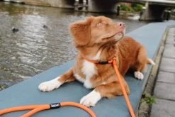 Rebel Petz - Honden Trainingslijn Met Halsband - Taupe, Zwart, Groen & Oranje - Maat Small Of Large - Kleur: Oranje, Maat: Large 37 Rebel Petz - Honden Trainingslijn Met Halsband - Taupe, Zwart, Groen & Oranje - Maat Small Of Large - Kleur: Oranje, Maat: Large -Hondenbenodigdheden 1200x800 22