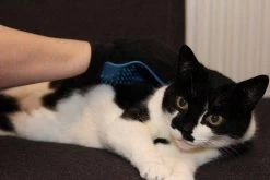 Merkloos Vachtverzorgingshandschoen 31 Merkloos Vachtverzorgingshandschoen -Hondenbenodigdheden 1200x800