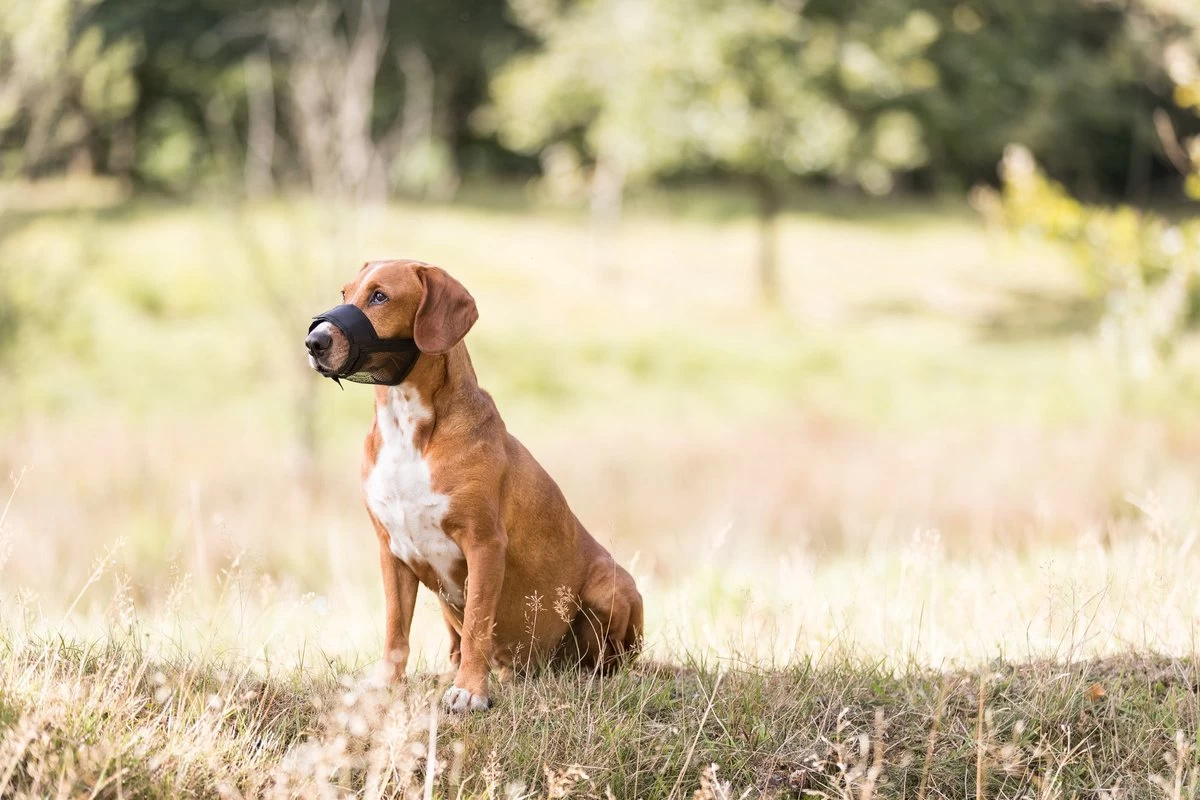 Trixie Muilkorf Polyester Met Gaas Inzet Zwart (M 19-26 CM) 5 Trixie Muilkorf Polyester Met Gaas Inzet Zwart (M 19-26 CM) - Afbeelding 3