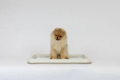 Easypets Puppy Training Pads - Zindelijkheidstraining - Hondentoilet - 60 X 60 Cm - 250 Stuks - INCL. PADHOUDER 7 Easypets Puppy Training Pads - Zindelijkheidstraining - Hondentoilet - 60 X 60 Cm - 250 Stuks - INCL. PADHOUDER -Hondenbenodigdheden 1200x800 30