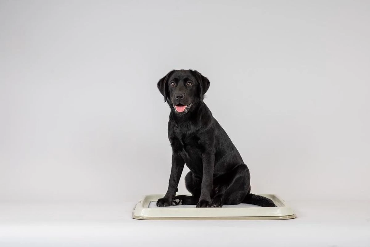 Easypets Puppy Training Pads - Zindelijkheidstraining - Hondentoilet - 60 X 60 Cm - 250 Stuks - INCL. PADHOUDER 5 Easypets Puppy Training Pads - Zindelijkheidstraining - Hondentoilet - 60 X 60 Cm - 250 Stuks - INCL. PADHOUDER - Afbeelding 3
