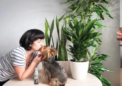 Petoxil Pet Spray Met Colloïdaal Zilver Is Speciaal Ontworpen Voor Gebruik Op Alle (huis) Dierensoorten. Revolutionair In Hygiëne -Hondenbenodigdheden 1200x847 2