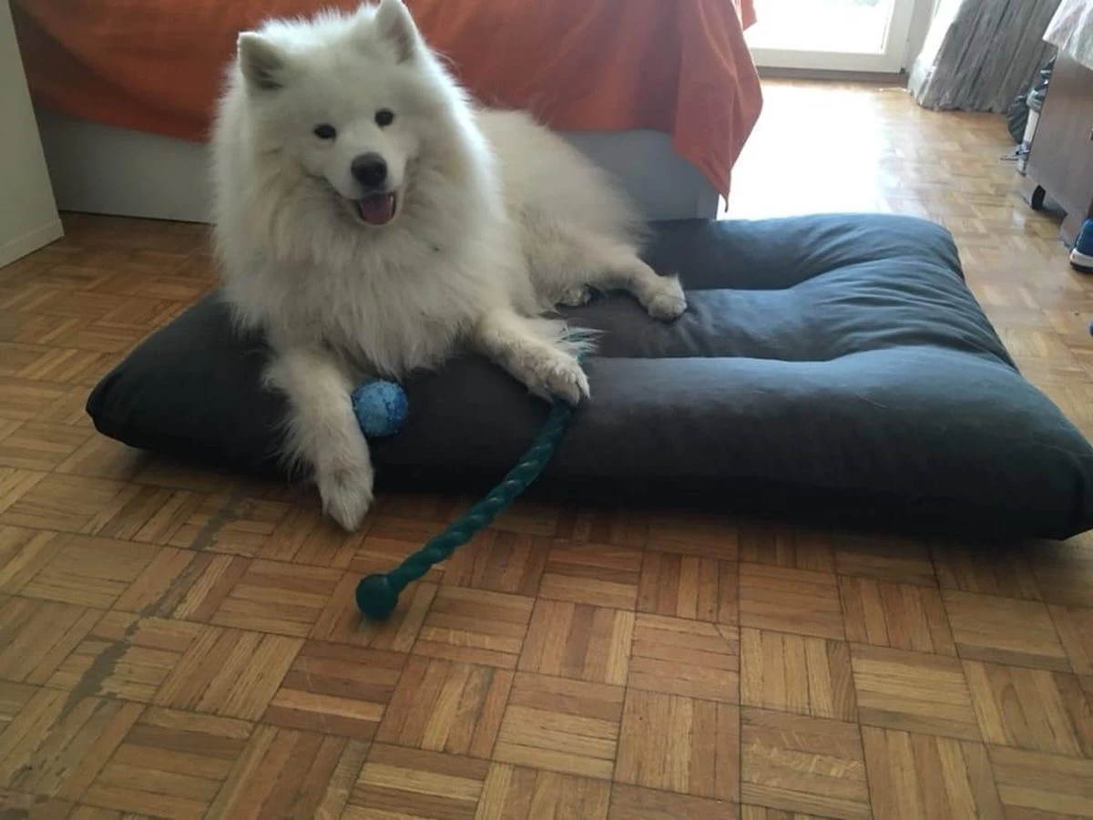 Hondenkussen XL - Donkergrijs - 60 X 90 X 12 9 Hondenkussen XL - Donkergrijs - 60 X 90 X 12 - Afbeelding 7