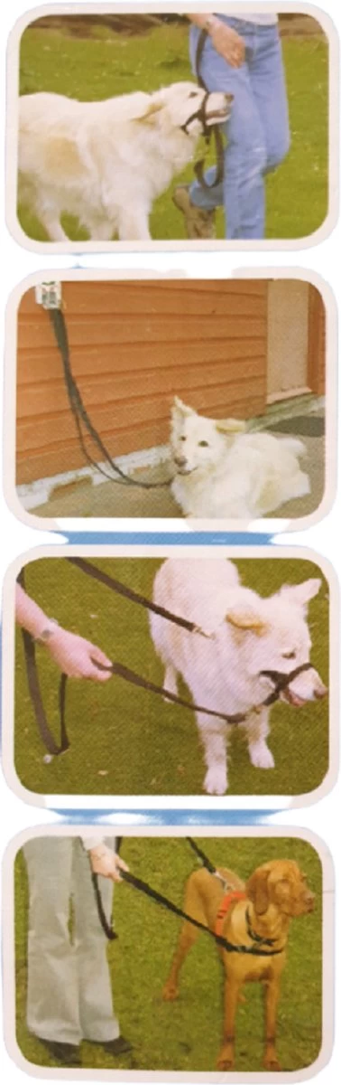 Company Of Animals Halti Trainingslijn - Large - 2 Meter - Verstelbaar - Zwart 7 Company Of Animals Halti Trainingslijn - Large - 2 Meter - Verstelbaar - Zwart - Afbeelding 5