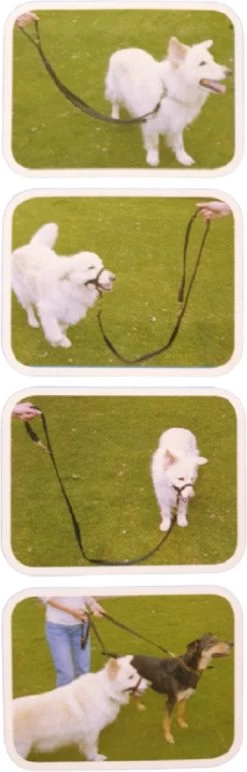 Company Of Animals Halti Trainingslijn - Large - 2 Meter - Verstelbaar - Zwart 20 Company Of Animals Halti Trainingslijn - Large - 2 Meter - Verstelbaar - Zwart -Hondenbenodigdheden 384x1200