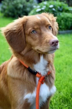 Rebel Petz - Honden Trainingslijn Met Halsband - Taupe, Zwart, Groen & Oranje - Maat Small Of Large - Kleur: Taupe, Maat: Large 35 Rebel Petz - Honden Trainingslijn Met Halsband - Taupe, Zwart, Groen & Oranje - Maat Small Of Large - Kleur: Taupe, Maat: Large -Hondenbenodigdheden 800x1200 10