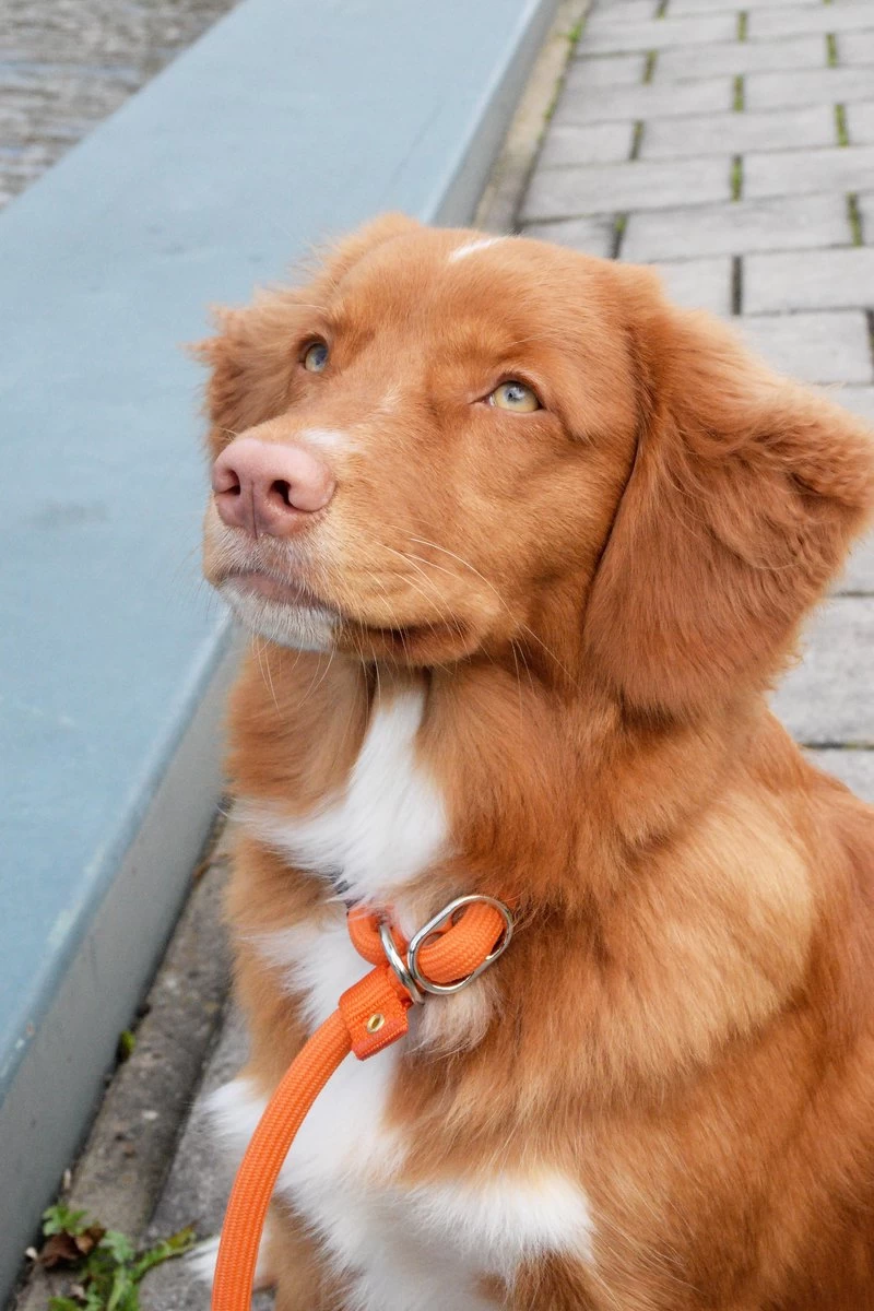 Rebel Petz - Honden Trainingslijn Met Halsband - Taupe, Zwart, Groen & Oranje - Maat Small Of Large - Kleur: Oranje, Maat: Large 15 Rebel Petz - Honden Trainingslijn Met Halsband - Taupe, Zwart, Groen & Oranje - Maat Small Of Large - Kleur: Oranje, Maat: Large - Afbeelding 13