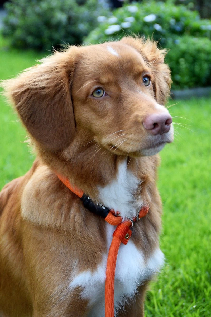 Rebel Petz - Honden Trainingslijn Met Halsband - Taupe, Zwart, Groen & Oranje - Maat Small Of Large - Kleur: Oranje, Maat: Large 19 Rebel Petz - Honden Trainingslijn Met Halsband - Taupe, Zwart, Groen & Oranje - Maat Small Of Large - Kleur: Oranje, Maat: Large - Afbeelding 17