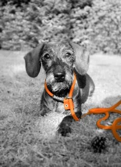 Rebel Petz - Honden Trainingslijn Met Halsband - Taupe, Zwart, Groen & Oranje - Maat Small Of Large - Kleur: Taupe, Maat: Large 36 Rebel Petz - Honden Trainingslijn Met Halsband - Taupe, Zwart, Groen & Oranje - Maat Small Of Large - Kleur: Taupe, Maat: Large -Hondenbenodigdheden 870x1200 1