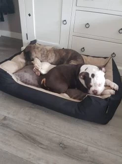 Hondenmand Cordura XXXL – Donkergrijs - 125 X 90 X 24 Cm 17 Hondenmand Cordura XXXL – Donkergrijs - 125 X 90 X 24 Cm -Hondenbenodigdheden 892x1200