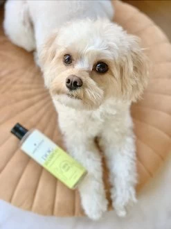 Fresh & Fluffy - Hondenshampoo Kamille / Patchouli - Geschikt Voor Alle Hondenrassen - Natuurlijk & Vegan Voor De Gevoelige Huid - 250ml -Hondenbenodigdheden 899x1200 1