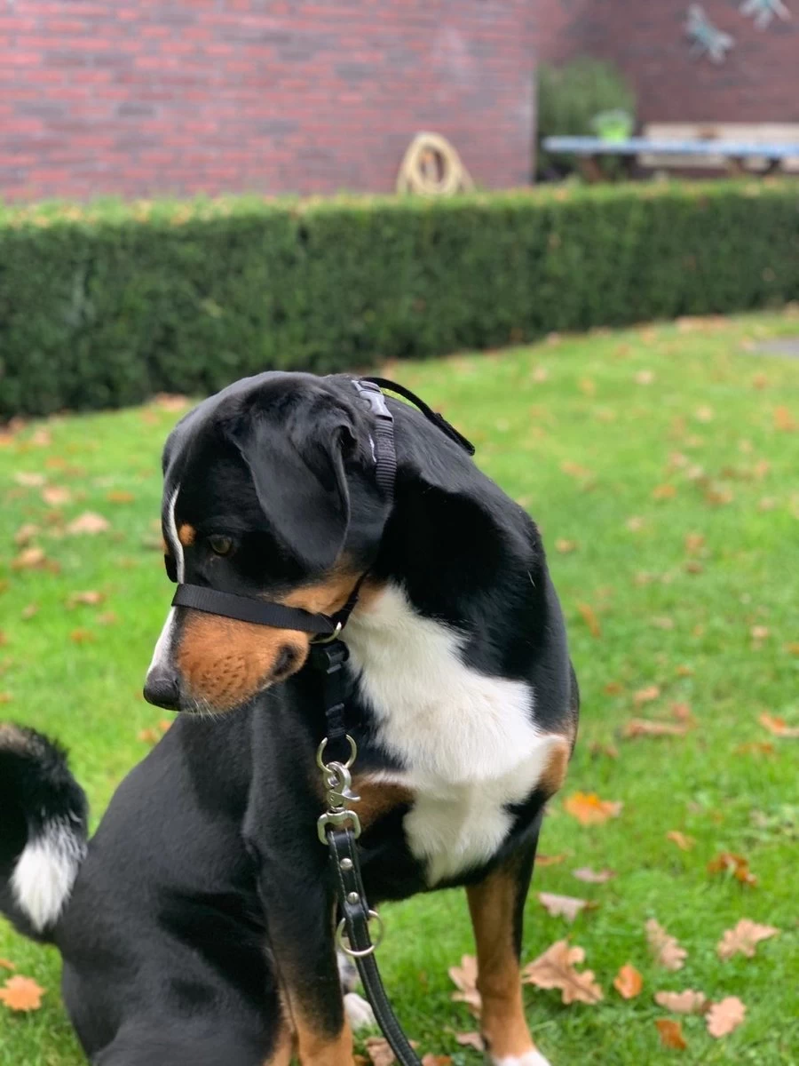 Gentle Leader Hoofdhalster Medium Zwart Beaphar 6 Gentle Leader Hoofdhalster Medium Zwart Beaphar - Afbeelding 4