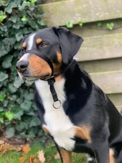 Gentle Leader Hoofdhalster Medium Zwart Beaphar 22 Gentle Leader Hoofdhalster Medium Zwart Beaphar -Hondenbenodigdheden 900x1200 15