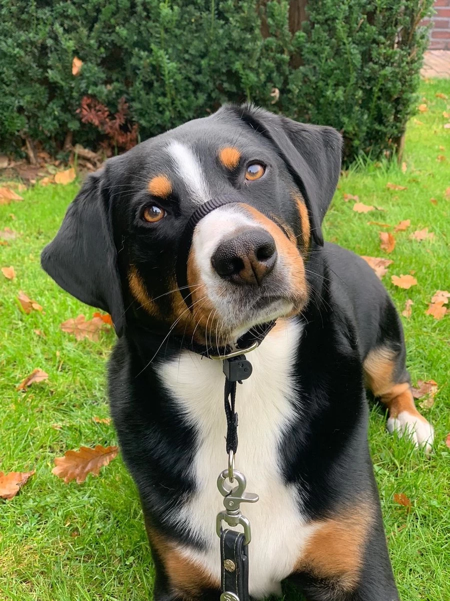 Gentle Leader Hoofdhalster Medium Zwart Beaphar 8 Gentle Leader Hoofdhalster Medium Zwart Beaphar - Afbeelding 6