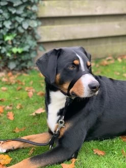 Gentle Leader Hoofdhalster Medium Zwart Beaphar 24 Gentle Leader Hoofdhalster Medium Zwart Beaphar -Hondenbenodigdheden 900x1200 17